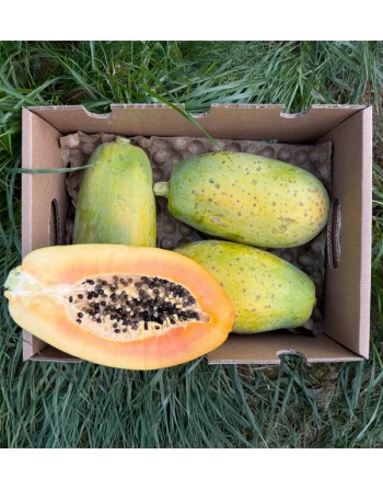 Papaya