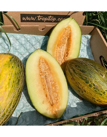 Melón Piel de Sapo