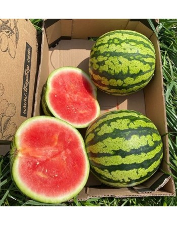 Sandia Rayada