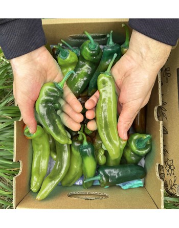 Pimientos