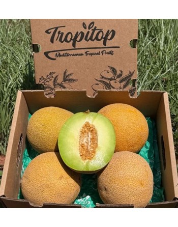 Melón Galia