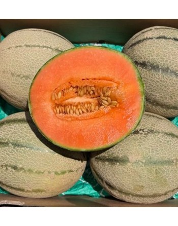Melón Cantalupo